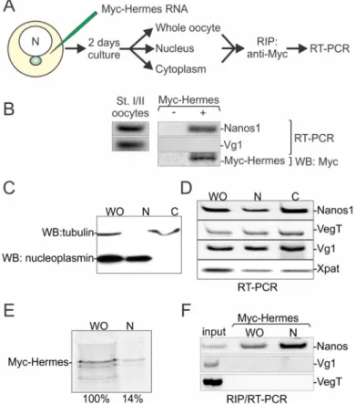 Figure 6. Hermes/Rbpms associates with nanos but not Vg1 RNA in the nucleus. (A) Overall  experimental design