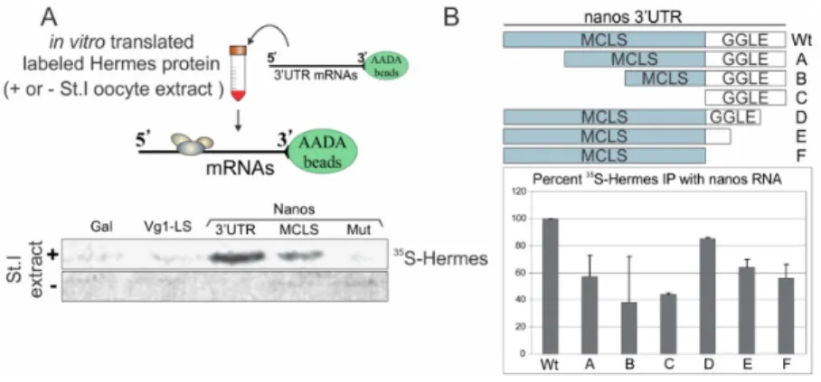 Figure 2. Hermes/Rbpms specifically associates with nanos RNA in a UGCAC dependent manner