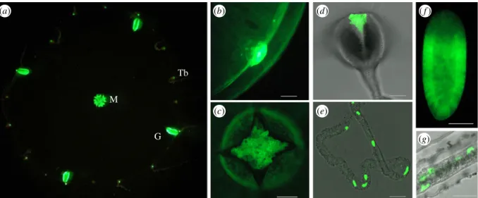 Figure 2. Fluorescence in C. hemisphaerica. Green fluorescence observed upon excitation with blue light under a stereomicroscope (a), fluorescence microscope (b,f) or confocal microscope with 488 nm laser excitation (c,d,e,g), superimposed on transmitted l