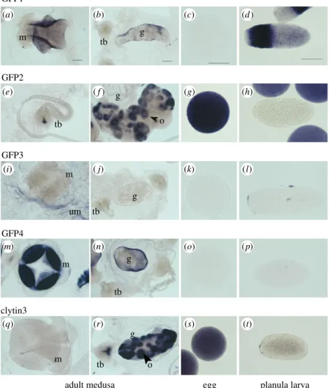 Figure 3. Sites of CheGFP and clytin gene expression. GFP (a–p) and clytin (q–t) expression detected by in situ hybridization in adult C