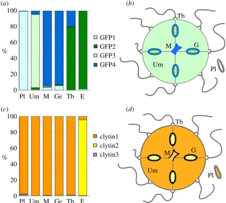 Figure 4. Relative expression of CheGFP and clytin genes evaluated by Q-PCR. (a) Q-PCR analysis showing relative expression (% of total) of each GFP gene.