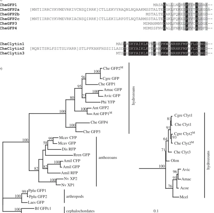 Figure 7. Diversification of GFP and clytin genes. (a) Amino acid alignments of the N terminus of deduced Clytia GFP and clytin protein sequences