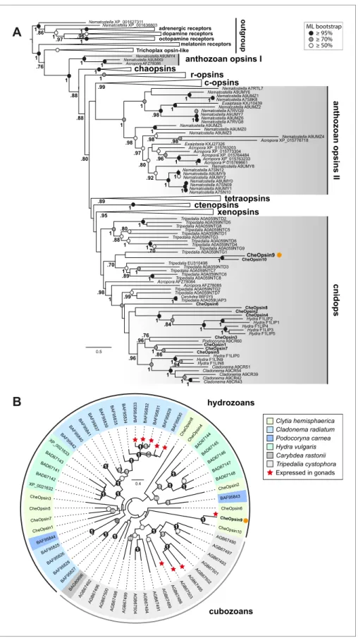 Figure 6. Phylogenetic position of Clytia opsins. (A) Maximum likelihood (ML) phylogenetic analysis (RAxML, LG +G, Figure 6—source data 2) of opsin proteins based on the dataset of Vo¨cking et al