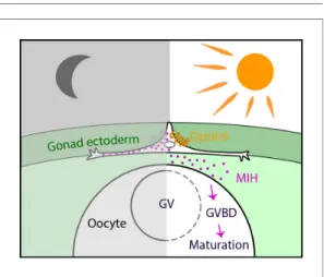 Figure supplement 1. Phylogenetic analyses of the Clytia opsins based on the Feuda et al., (2014) dataset.