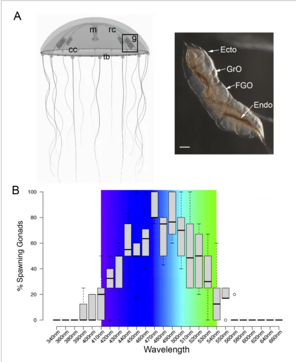Figure 1. Spectral characterisation of spawning in Clytia ovaries. (A) Schematic of a Clytia hemisphaerica female jellyfish: The four gonads (g) lie on the radial canals (rc) that connect the manubrium (M) to the circular canal (cc) running around the bell