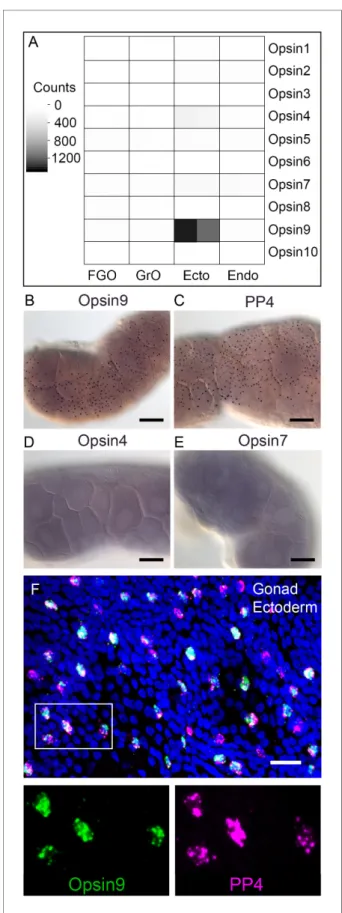 Figure 2. Clytia Opsin expression in gonad ectoderm cells. (A) Heat map representing the expression of the ten opsin sequences from Clytia hemisphaerica in different gonad tissues