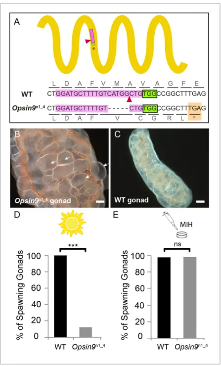 Figure 3. Production and phenotype of Opsin9 knockout medusae. (A) Scheme of Opsin9 GPCR showing part of the genomic region coding for the third transmembrane domain targeted by Opsin9 n1 CRISPR sgRNA.