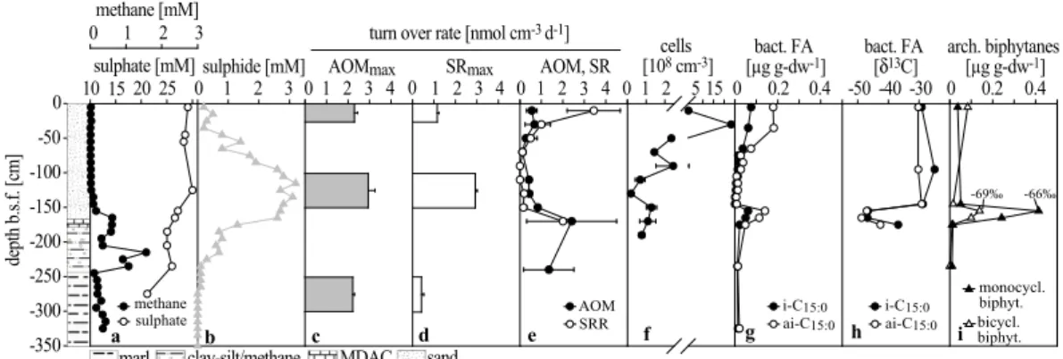 Fig. 4. (a) Methane and sulphate concentrations decline at depth of MDAC bearing sediments (150 cm b.s.f.)