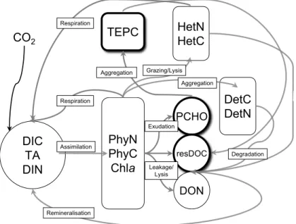 Fig. 1. Structure of the model for simulations of nitrogen- and carbon fluxes, as observed during a mesocosm experiment