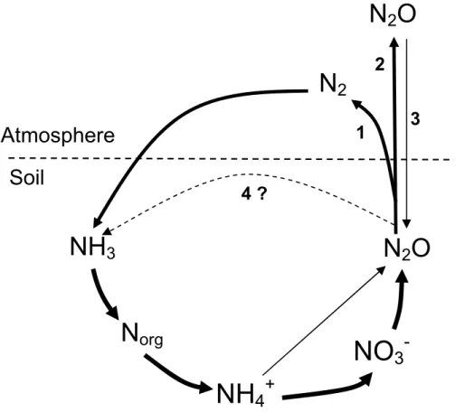 Fig. 1. Origin and possible fate of N 2 O in soil. (1) Complete denitrification to N 2 before escape from the cell; (2) escape from cell; (3) re-entering a cell and subsequent reduction to N 2 , or (4) assimilatory reduction to NH 3 