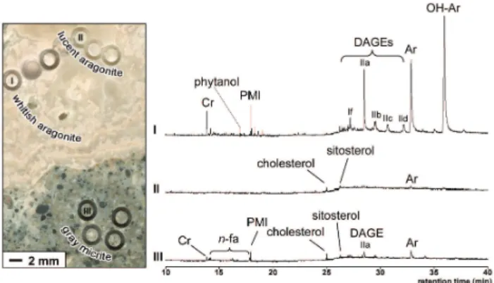 Fig. 1. Enlarged image of area 3 (see Fig. 3) sampled for lipid biomarker analyses (left) and total ion currents (right) of individual micro-drill cores