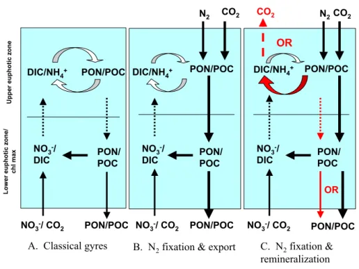 Fig. 2. Nitrogen and carbon cycling in the oligotrophic ocean with and without N 2 fixation