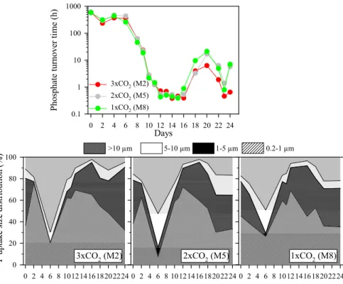 Fig. 2. Responses of phosphate turnover time (h) (top) and size-fraction (%) of 33 PO 4 uptake (bottom).