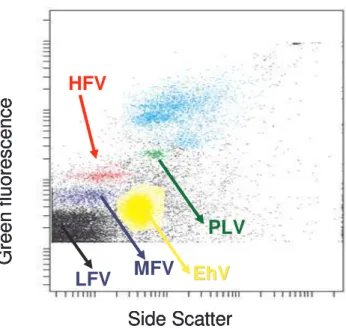 Fig. 1. Biparametric flow cytometric plots of viruses. Five dif- dif-ferent viral populations were discriminated on basis of side  scat-ter signal (SSC) vs green fluorescence signal afscat-ter staining with SYBR green I: Low Fluorescence Virus (LFV), Mediu