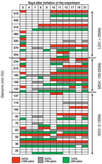 Fig. 3. Virus genomes present in the mesocosms during the course of the experiment, as investigated using Pulsed Field Gel  Elec-trophoresis