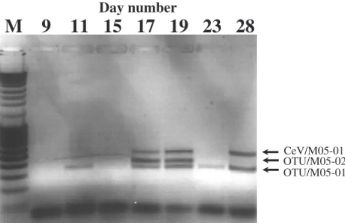 Fig. 4. Temporal diversity of viruses, investigated by amplification of a fragment of the viral major capsid protein gene sequence using degenerate PCR primers