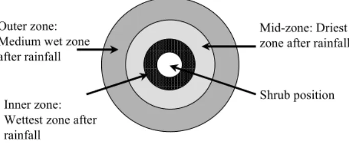 Fig. 8. Diagrammatic representation of water distribution under a shrub after rainfall.