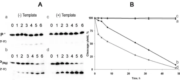 Fig. 5. Stability of isolated 3 0 ,5 0 and 2 0 ,5 0 RNA linkages within the P 0 (a, c) and P(Mg) (b, d) in the absence (a, b) and in the presence (c, d) of DNA-complement