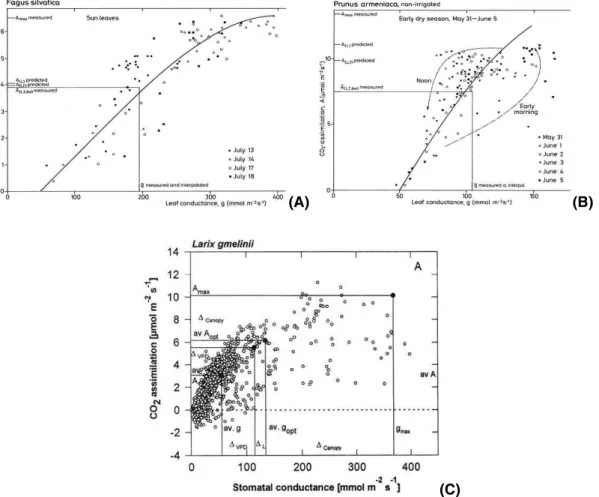 Fig. 3. CO 2 assimilation as related to leaf conductance for (A) Fagus sylvatica in the temperate deciduous forest of Germany (Schulze, 1970), (B) Prunus armeniaca in a run-off Fram of the Negev (Schulze and Hall, 1982), and (C) Larix gmelinii in East Sibe