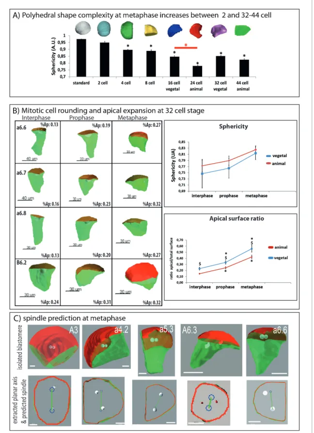 Figure 3. Changes in 3D cell shape during development and during the cell cycle. (A) Quantification of polyhedral shape complexity of in silico isolated blastomeres at metaphase (using sphericity measurements of Imaris software)