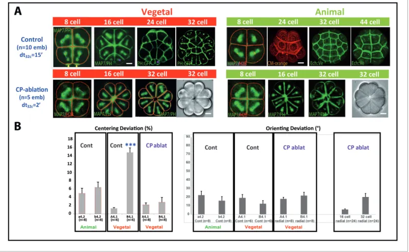 Figure 5. Removing the maternal CAB prevents unequal cleavage and radializes embryos. (A) Images showing embryonic morphology and cell shapes in Control (top row) and CP-ablated (bottom row) embryos