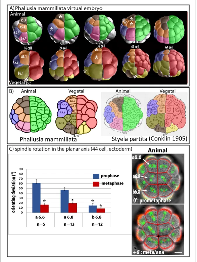 Figure 1. Predicted oriented cell divisions (OCD) in ascidian embryos. (A) Images taken from virtual Phallusia mammillata embryos (obtained from http://www.aniseed.cnrs.fr/aniseed/download/download_3dve) showing the different embryonic stages