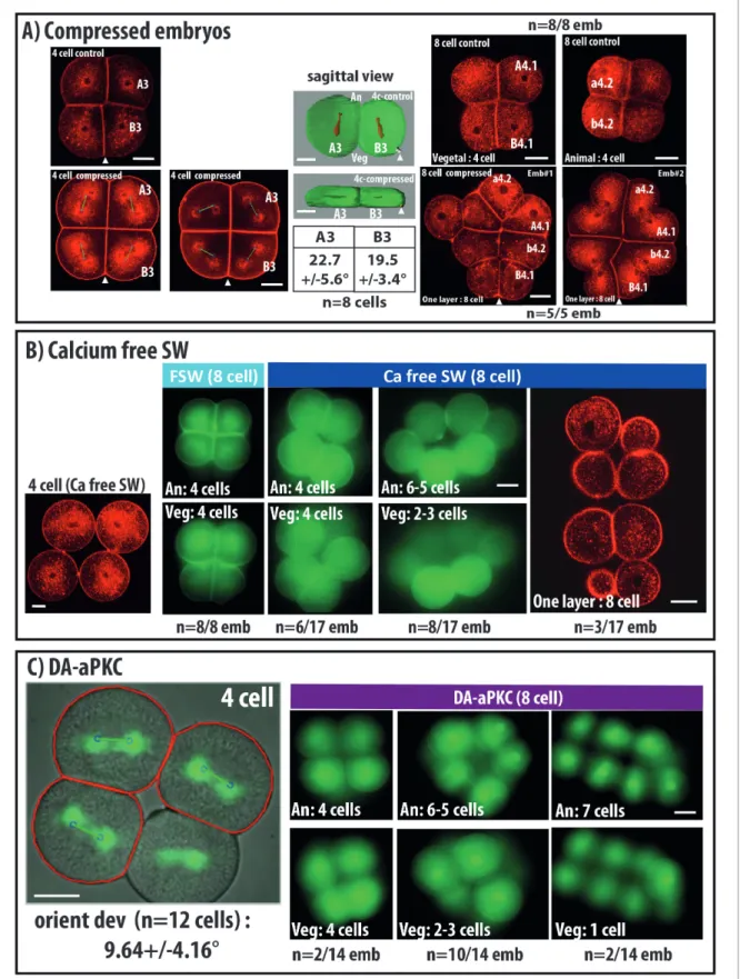 Figure 2. Changing cell shape in the embryo by compressing embryos or removing cell adhesion