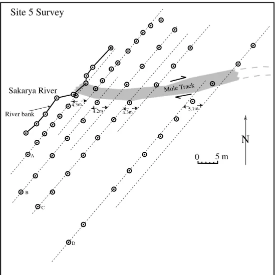 Figure 13. Survey plot of site 5 showing the alignments of four tree rows across the fault