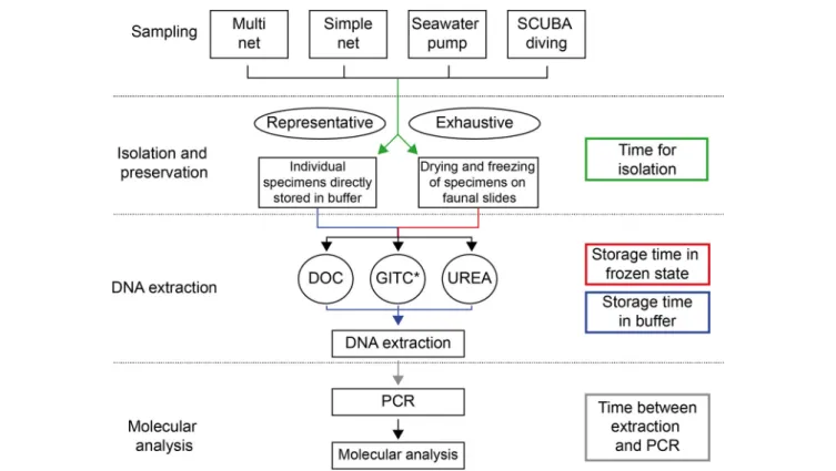 FIGURE 1 | Methodological pathway for the genetic analysis of planktonic foraminifera, representing the different existing methods and their linkage.