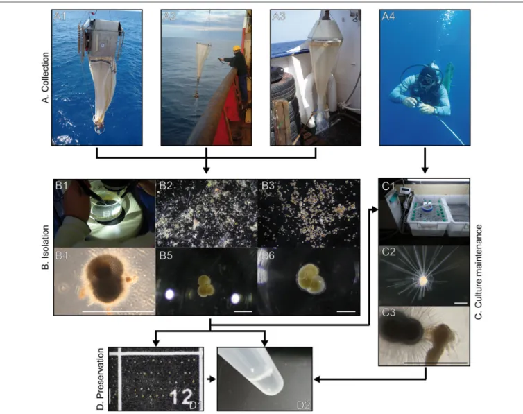 FIGURE 2 | Photographs of the methodological pathway for sampling, isolation, preservation and culture maintenance of planktonic foraminifera