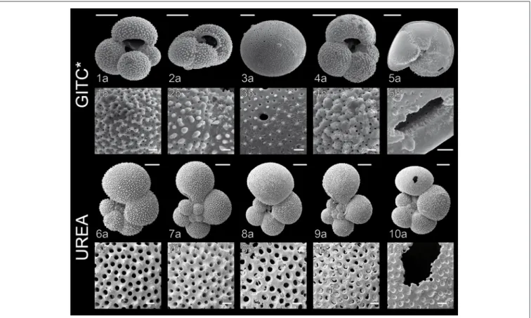 FIGURE 3 | Scanning Electron Microscope (SEM) images of planktonic foraminiferal shells after DNA extraction, carried out according to the GITC*