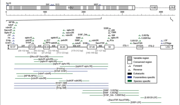 FIGURE 4 | Scheme of the ribosomal DNA with its variable (gray) and conserved (white) regions