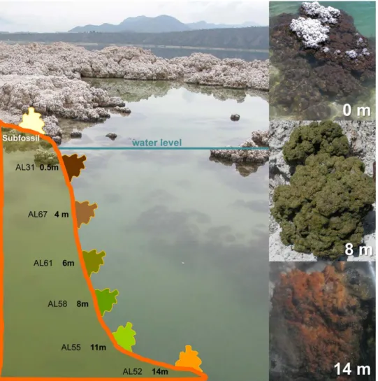 Figure 3 shows the taxonomic distribution of bacterial clones in lake and aquarium samples
