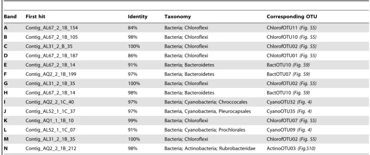 Figure 4. Maximum likelihood (ML) phylogenetic tree of SSU rDNA of cyanobacteria and chloroplasts from Alchichica microbialites.