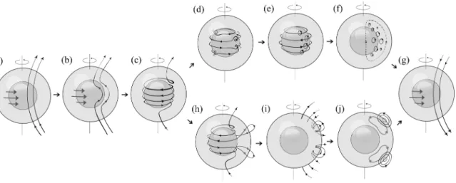 Figure 1 - Representative scheme of the main processes thought to occur during the solar cycle, departing from (a), an initial  poloidal field