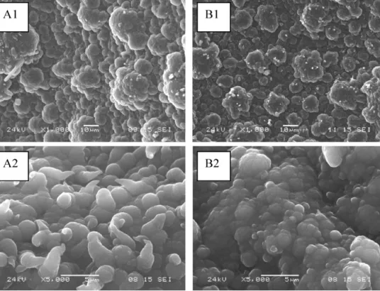 Fig. 2. SEM images of PPy/ClO 4 − electrosynthesized on FTO (A) in silent conditions and (B) under ultrasound irradiation at different charge depositions (1) 500 mC/cm 2 and (2) 5 C/cm 2 .