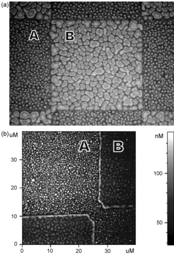 Fig. 9. (a) Optical microscopy image and (b) AFM image of micropatterned ODS (A)–silica (B) surface covered by 10 bilayers of MADQUAT/PAA.