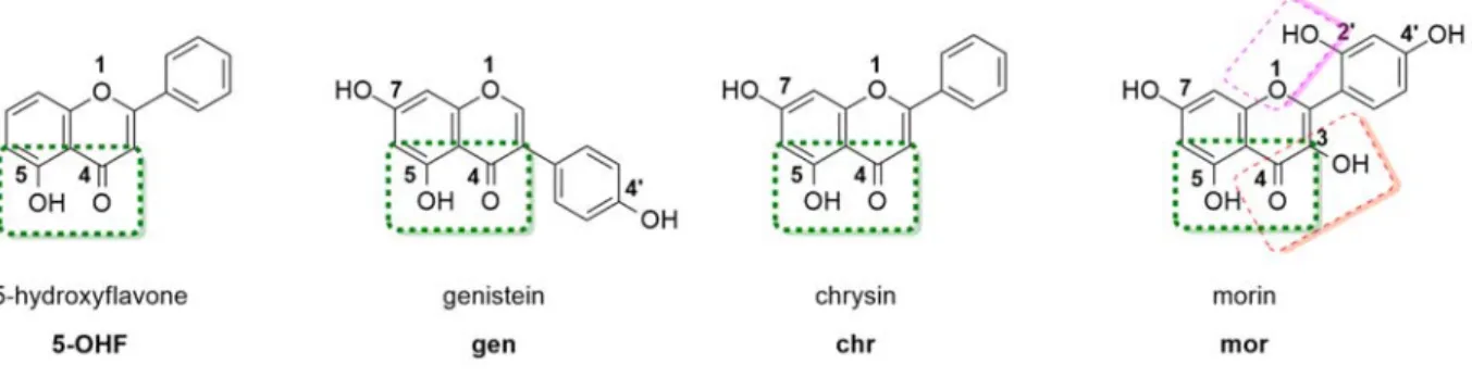 Figure 1. Chemical structures of flavonoids 5-hydroxyflavone, chrysin, genistein and morin