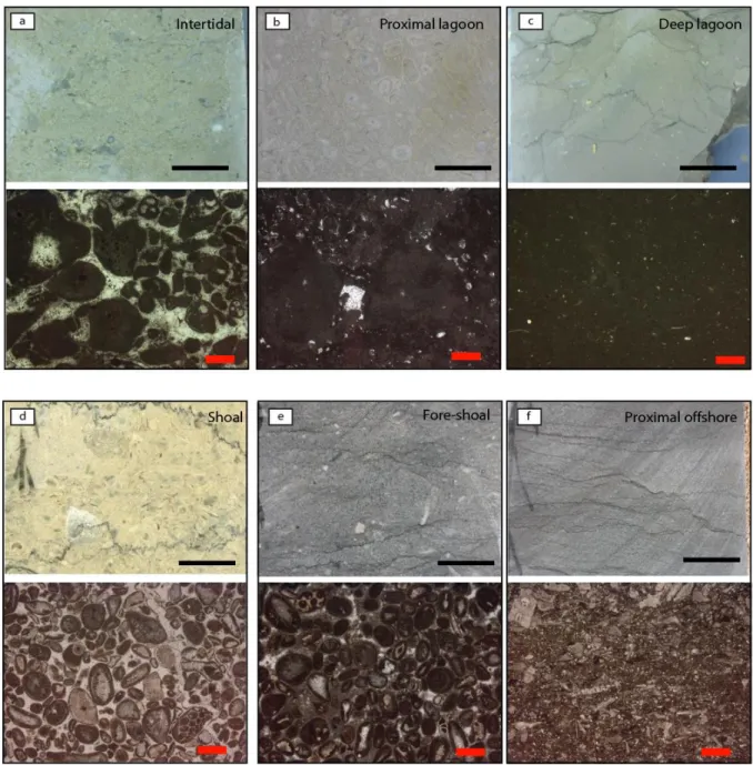 Fig.  4  -  Example  of  macro-facies  (top,  scanned  hand-sample)  and  micro-facies  (bottom,  optical 793 