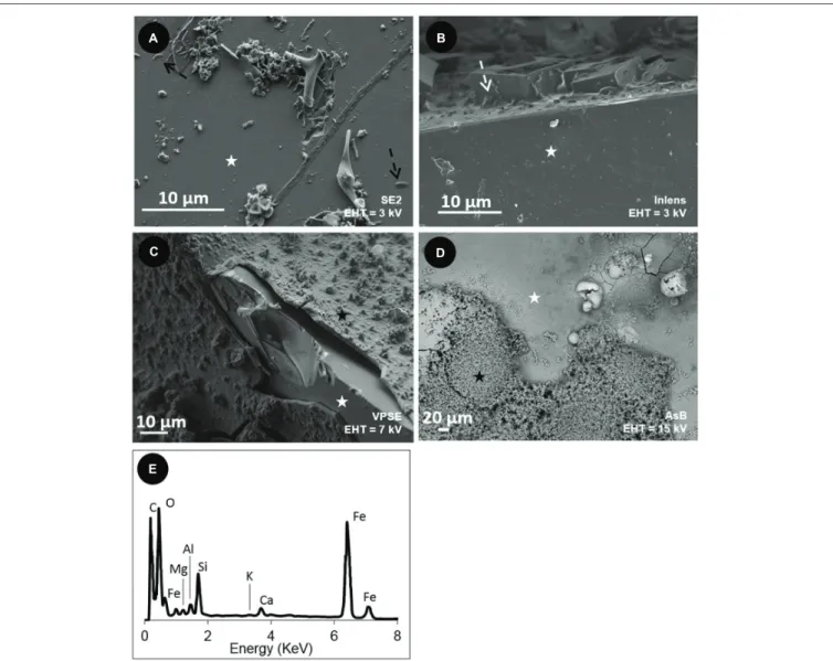 FIGURE 4 | Scanning Electron Microscopy (SEM) images of the surface of the basaltic glass chips incubated in situ in the abyssal plain (A,C) and in vitro (B,D)