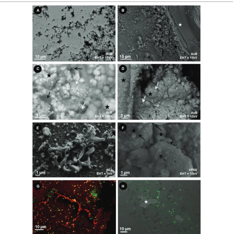 FIGURE 5 | Scanning Electron Microscopy (A–F) and CLSM (G,H) images of the surface of the reduced basaltic glass (BH2) incubated in vitro with M