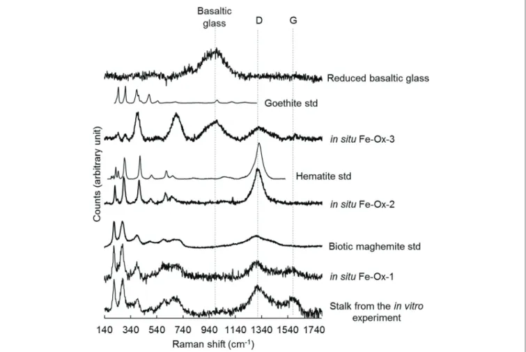 FIGURE 7 | Raman spectra collected at 514 nm excitation on iron oxides found in the alteration rind at the surface of the reduced basaltic glass incubated in situ in the abyssal plain and in vitro with M