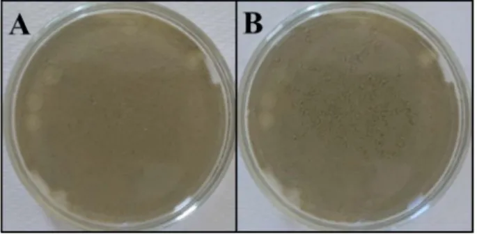 Figure 1. Archetypical example of the reworking of sediment surface by  Quinqueloculina  seminula  over a period of 24 hours ((A):  t 0 ; (B):  t 0+24h )