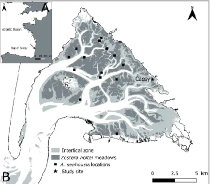 Figure 1. Localization of Arcachon Bay (black arrow) within the French Atlantic coast (A) and of the  study  site  (“Cassy”) within the  Bay  (B)