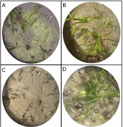 Figure 2. Photographs taken from above at the end of experiment of experimental cores from the low  (A), medium (B), high (C) and very high (D) density treatments