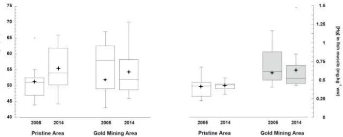 Fig. 6: Boxplots of (A) Hoplias aimara standard length (in cm) and (B) mercury 