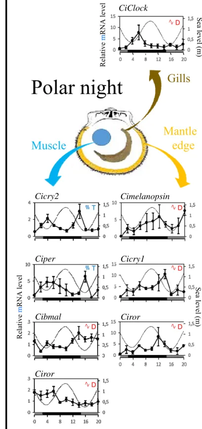 Figure 1.EquinoxCimelanopsinCimelanopsin Polar nightGills GillsMantleedge MantleedgeMuscleMuscleCiClockCiClock