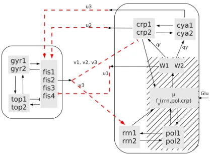 Figure 5: The interconnection of the fis global regulatory module (left rectangle) and a basic cellular growth model (right rectangle)