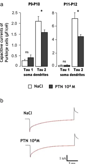 Fig.  1  Effect  of subarachnoidal  injections  of  PTN  on  the  capacitive  currents  in  Purkinje  cells  during  development