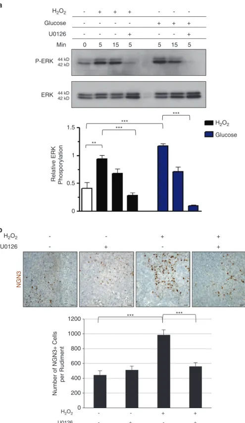 Figure 7 Activation of ERK1/2 phosphorylation by H 2 O 2 is required for the proper development of β -cells